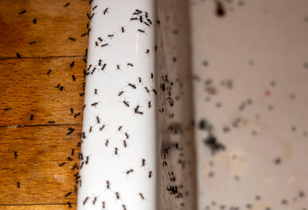 Best Mosquito Control Services  in Sabetha, KS