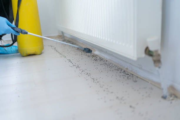 Best Local Pest Control Services  in Sabetha, KS