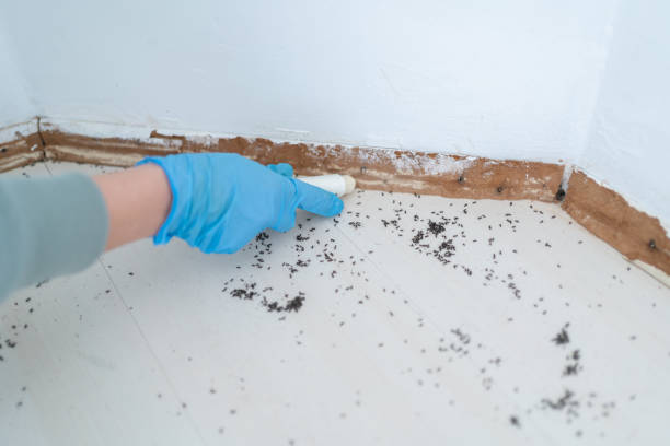 Best Termite Control Services  in Sabetha, KS